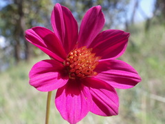 Cosmos ramirezianus