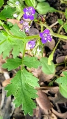 Phacelia congesta