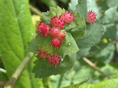 iNaturalist observation photo of Spiny Leaf Gall Wasp