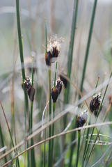 Schoenus nigricans