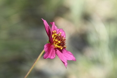 Cosmos ramirezianus