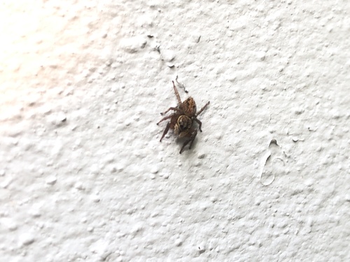 Adanson's House Jumper