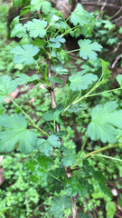 Ribes echinellum