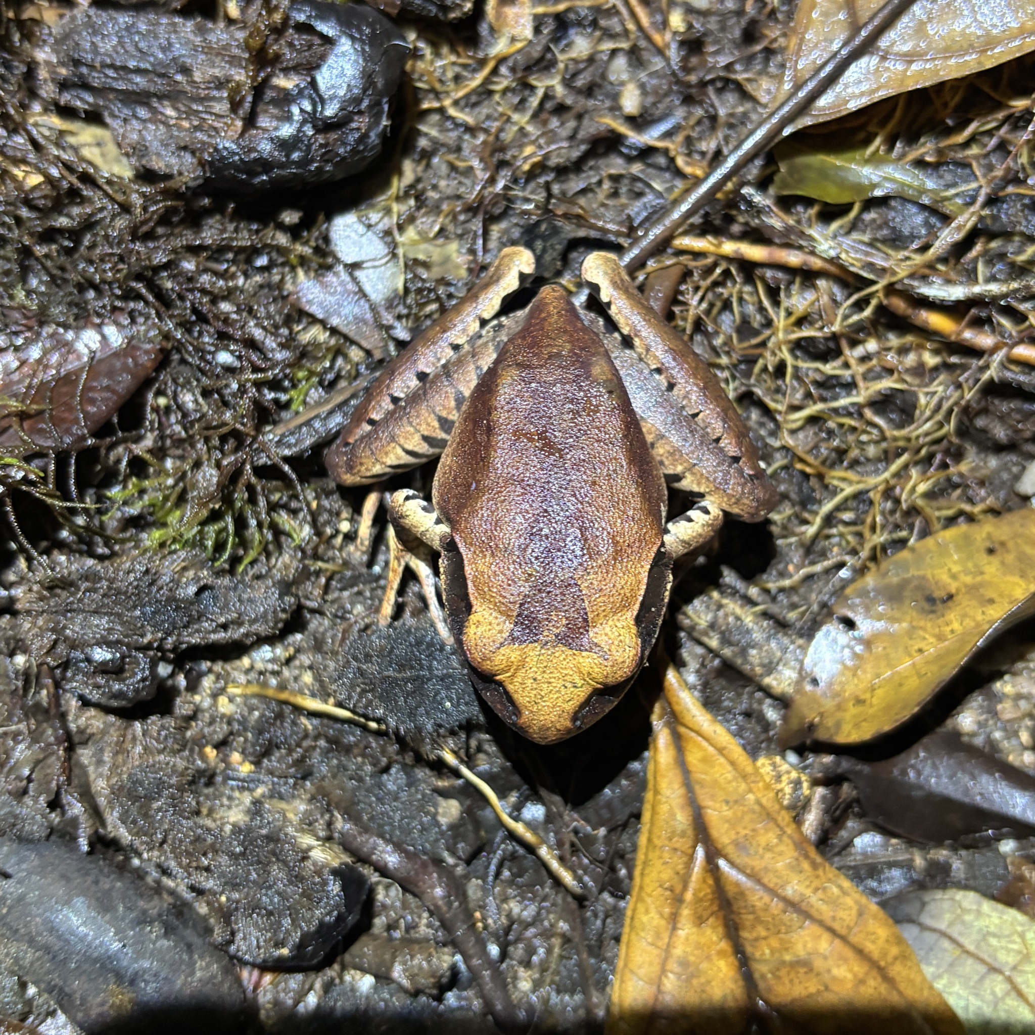 Carbine Frog photo 2