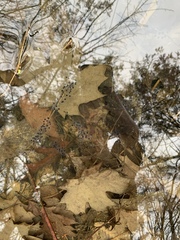 Ambystoma jeffersonianum