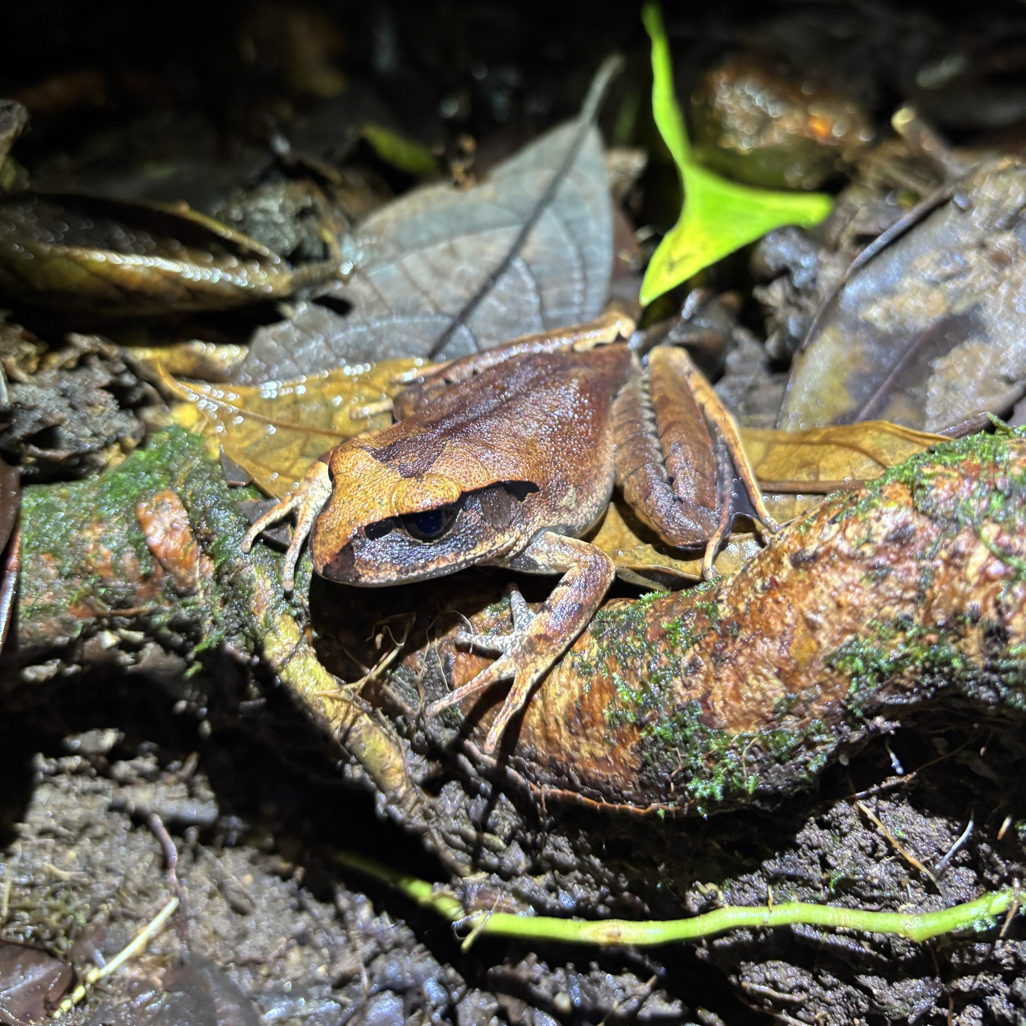 Carbine Frog photo 3