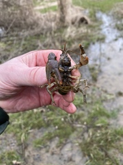 Lacunicambarus thomai