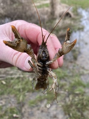 Lacunicambarus thomai