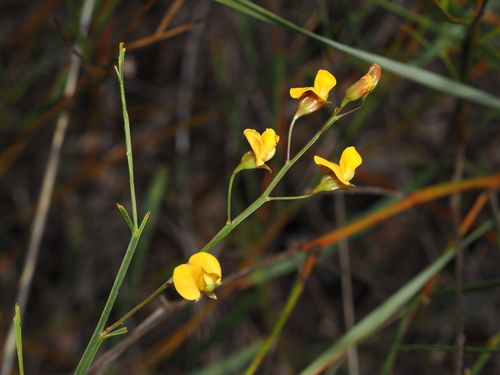 Daviesia reclinata observed 2026-04-18