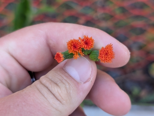 Emilia coccinea observed 2026-04-24