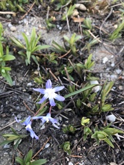 Scilla forbesii
