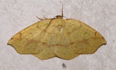 Periclina