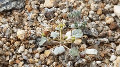 Eriogonum reniforme