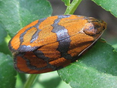 Ptycholoma lecheana