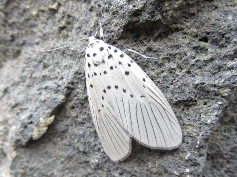 Agrisius fuliginosus