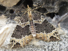 Ecliptopera umbrosaria