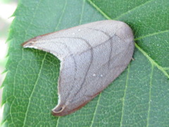 Pseudalbara parvula