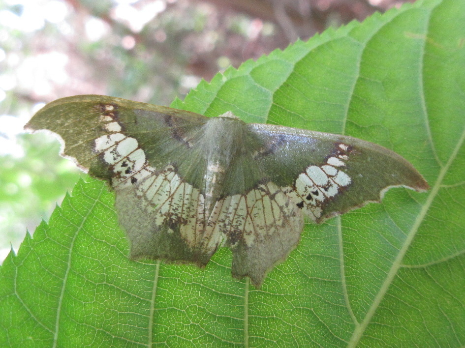 Timandromorpha enervata