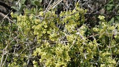 Galium stellatum eremicum