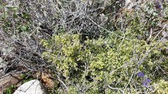 Galium stellatum eremicum