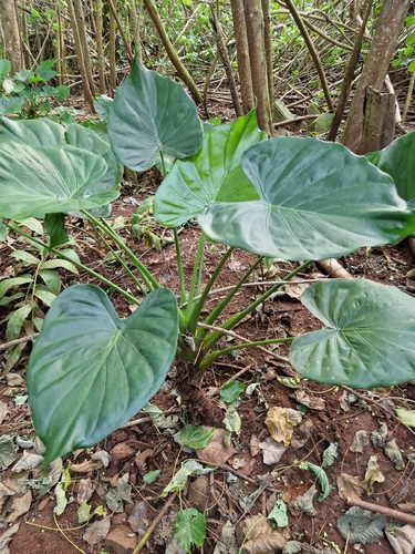 Alocasia observed 2026-03-28