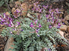 Astragalus tephrodes