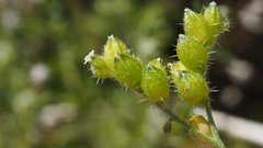 Cryptantha cycloptera