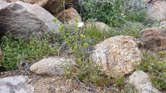 Cryptantha cycloptera