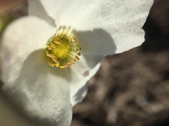 Echinodorus cordifolius