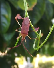 Chondrocera laticornis