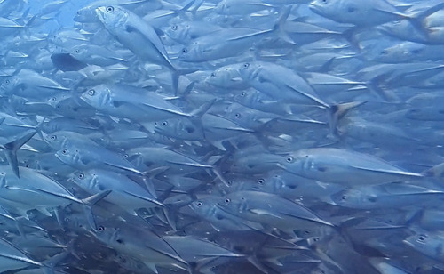 Caranx sexfasciatus