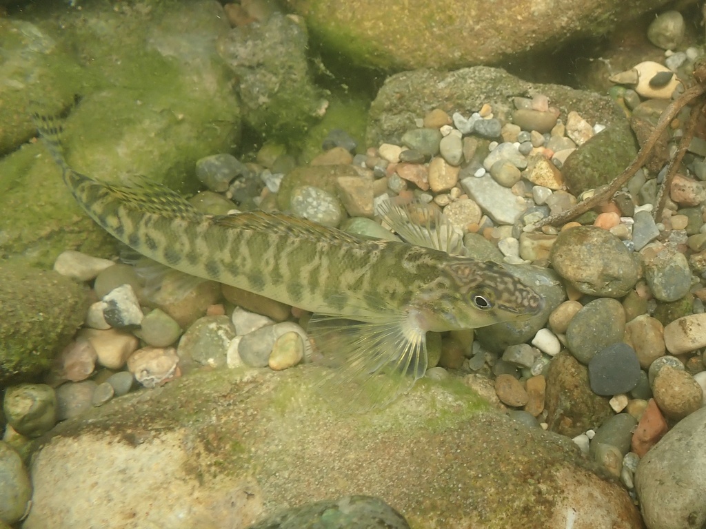 Texas Logperch