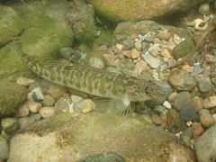 Texas Logperch photo 1
