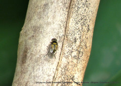 Palpada pusilla