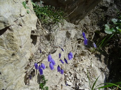 Campanula cespitosa
