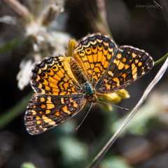 Phyciodes graphica graphica