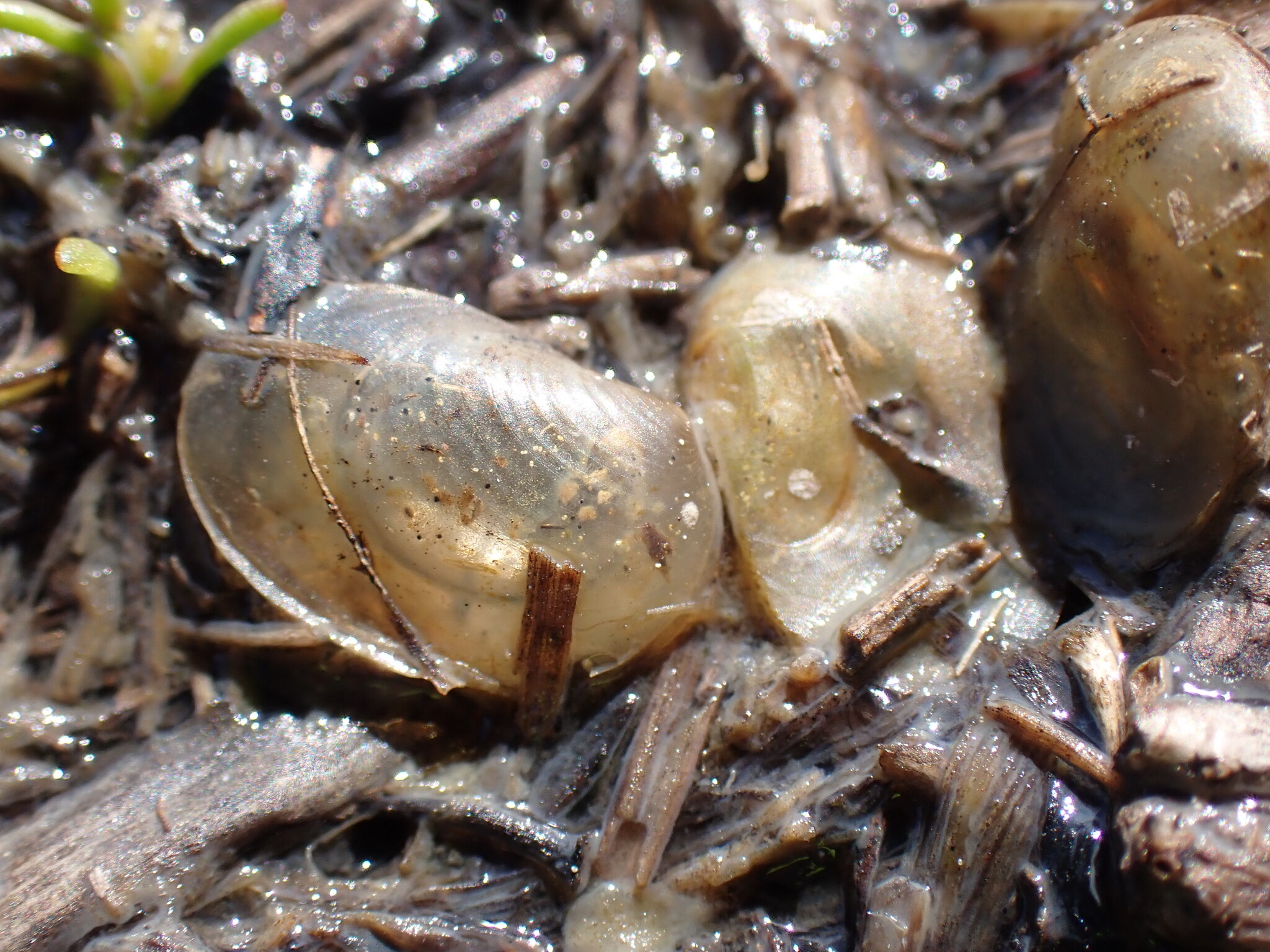 Cyzicus californicus (Packard, 1874)