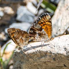 Phyciodes graphica graphica