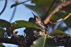 Calypte anna
