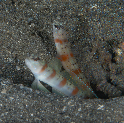 Amblyeleotris rubrimarginata