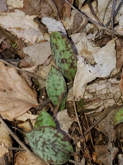 Erythronium americanum