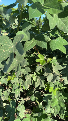 Gossypium tomentosum observed 2026-04-24