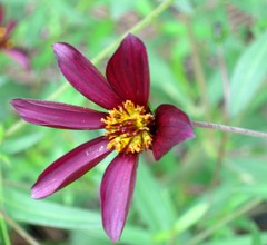 Cosmos longipetiolatus
