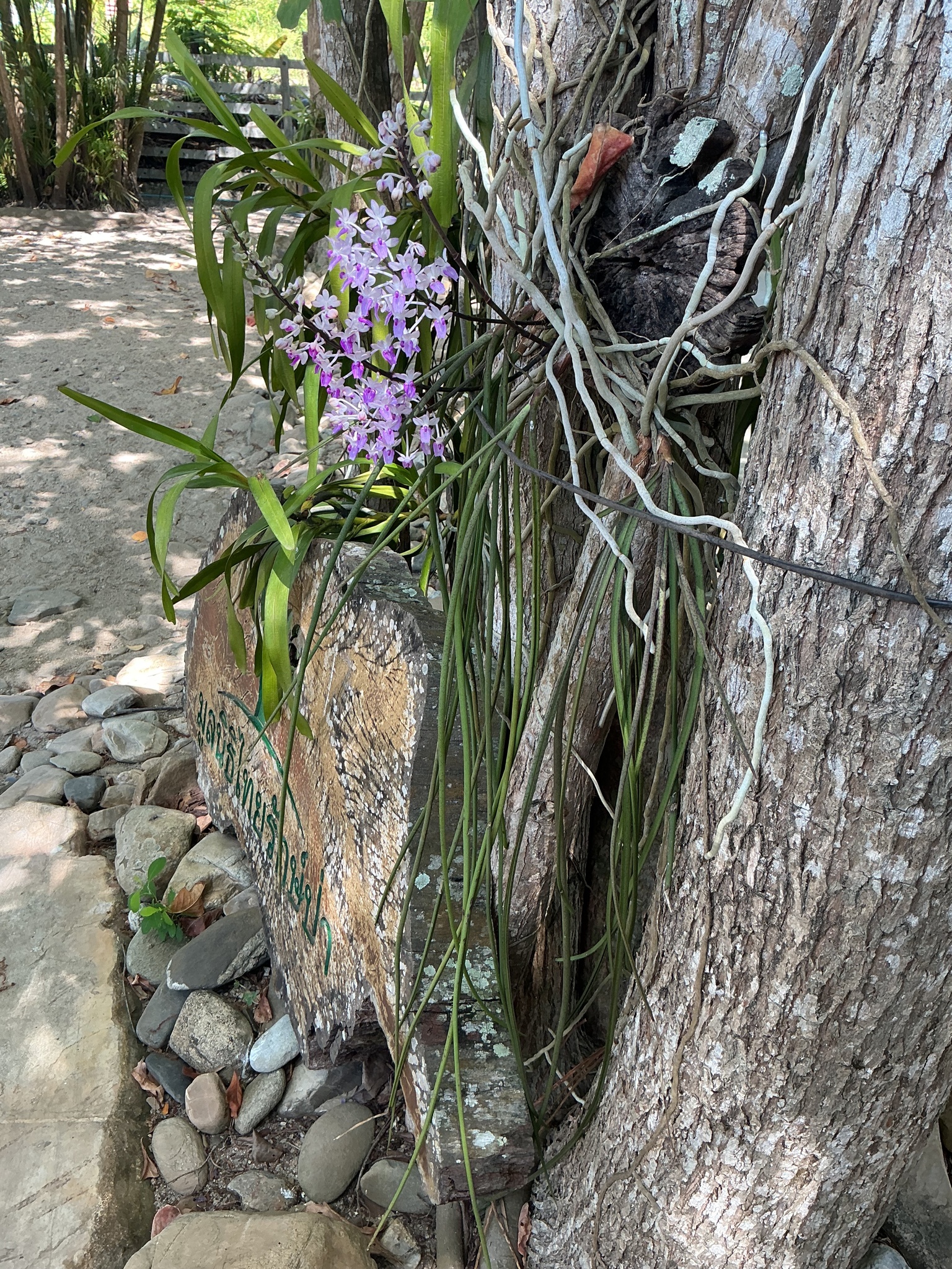 Imagem de Orquídea-rabo-de-raposa