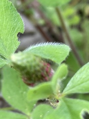 Trifolium incarnatum