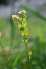 Biscutella didyma