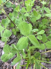 Trifolium incarnatum