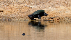 Chelodina oblonga