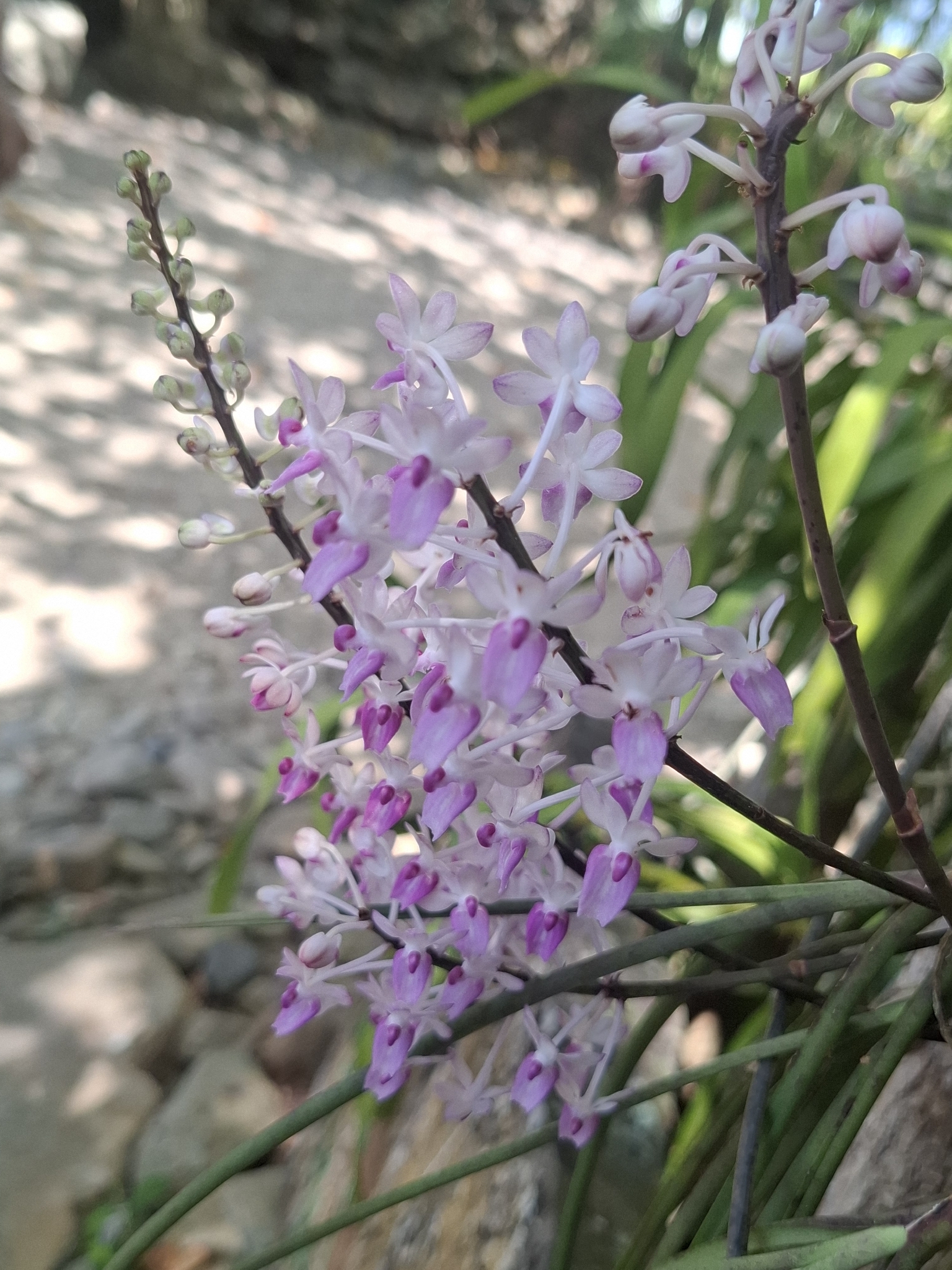 Imagem de Orquídea-rabo-de-raposa
