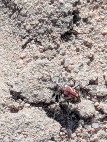 Blowout Tiger Beetle photo 4